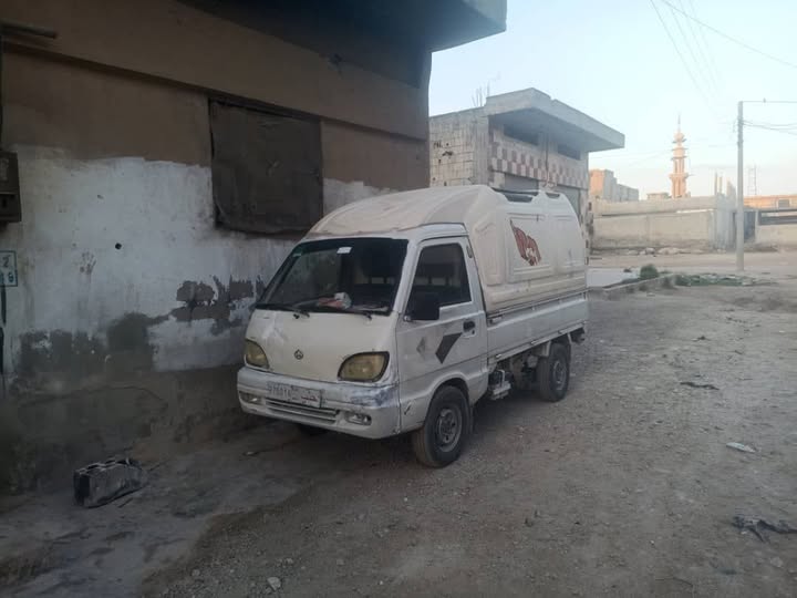 شانا قطة 2006