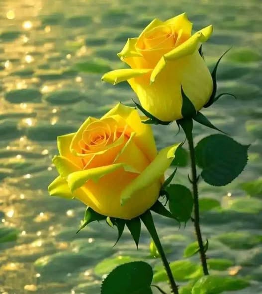 كيا 2700. (بانغو ) 2017 - صورة 5