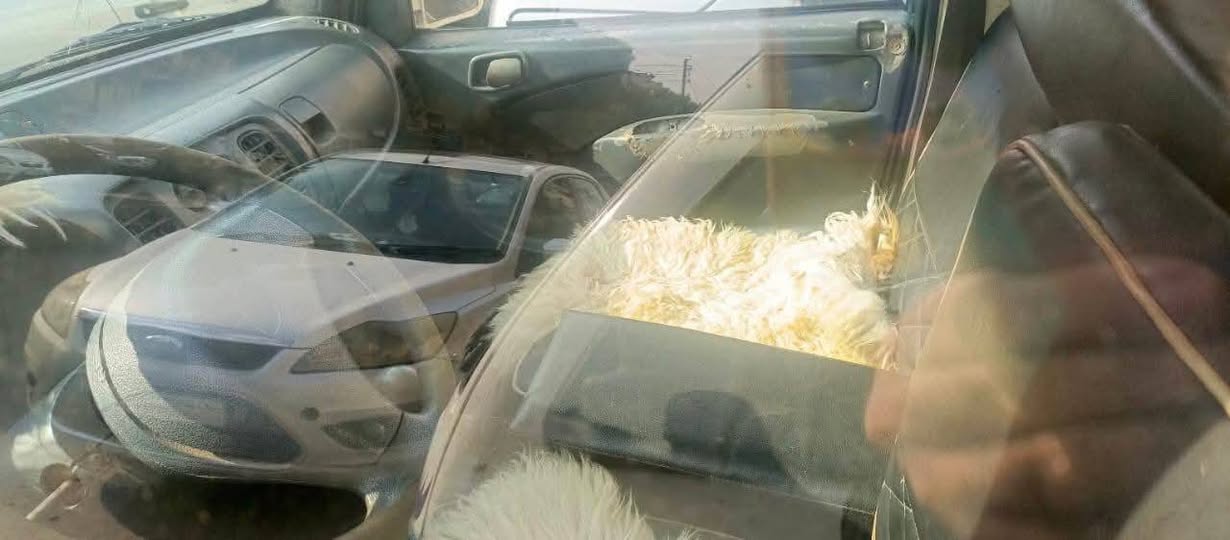 شفي سونك 2007 - صورة 3