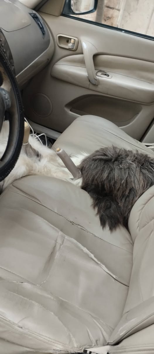 شيري تيكو 2008 - صورة 3