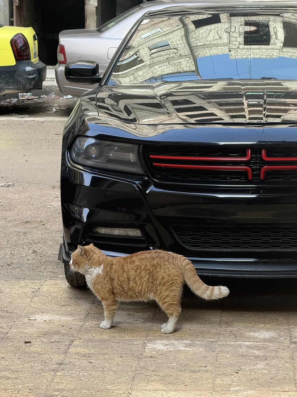 دودج تشارجر 2016 - صورة 1