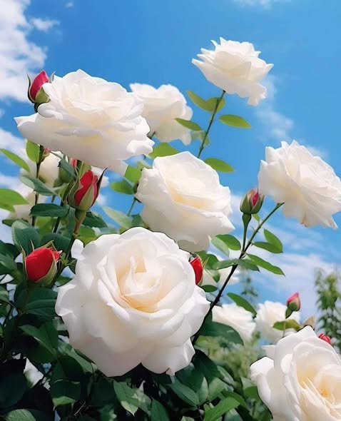 هيونداي Accent 2012 - صورة 5