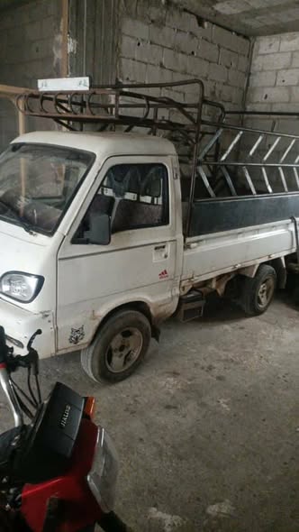 شانا قطة 2006