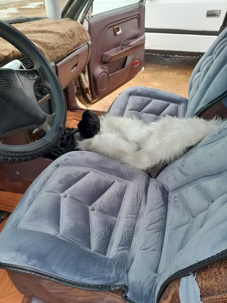 غريت وول دير 2009 - صورة 5