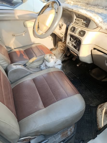 هافي بكب 2011 - صورة 4