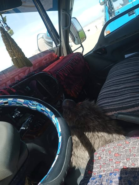 هيونداي HD72 2004 - صورة 2