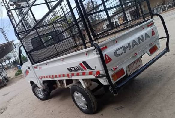 شانا قطة 2005 - صورة 1