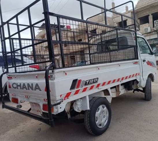 شانا قطة 2005 - صورة 2