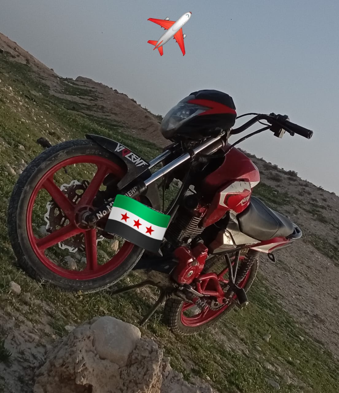 فايروس ترينو العويشي جبلي  - صورة 1