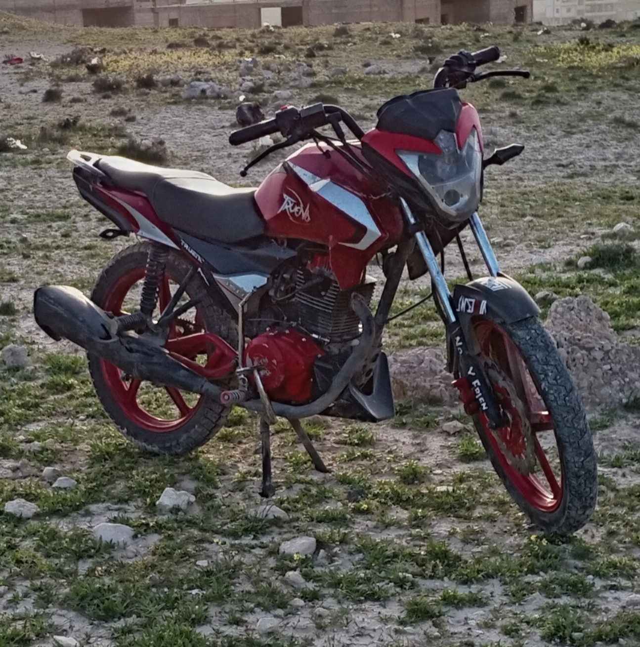 فايروس ترينو العويشي جبلي  - صورة 2