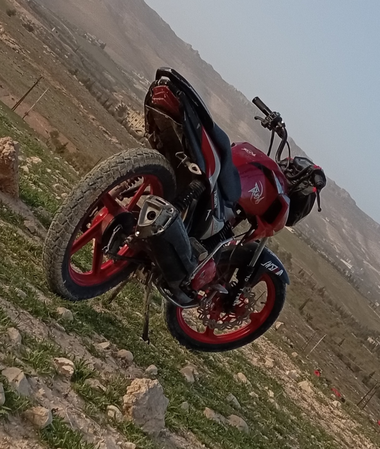 فايروس ترينو العويشي جبلي  - صورة 3