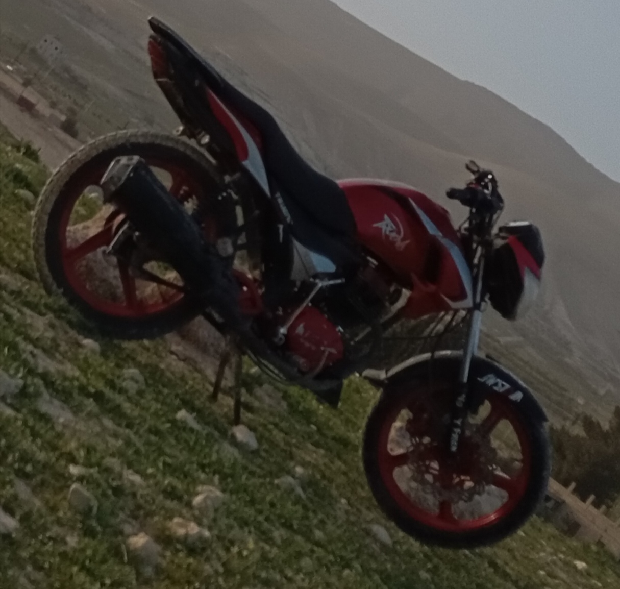 فايروس ترينو العويشي جبلي  - صورة 4