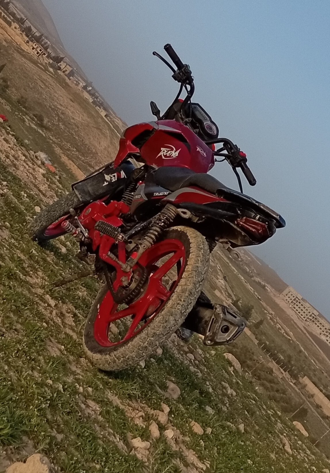 فايروس ترينو العويشي جبلي  - صورة 5