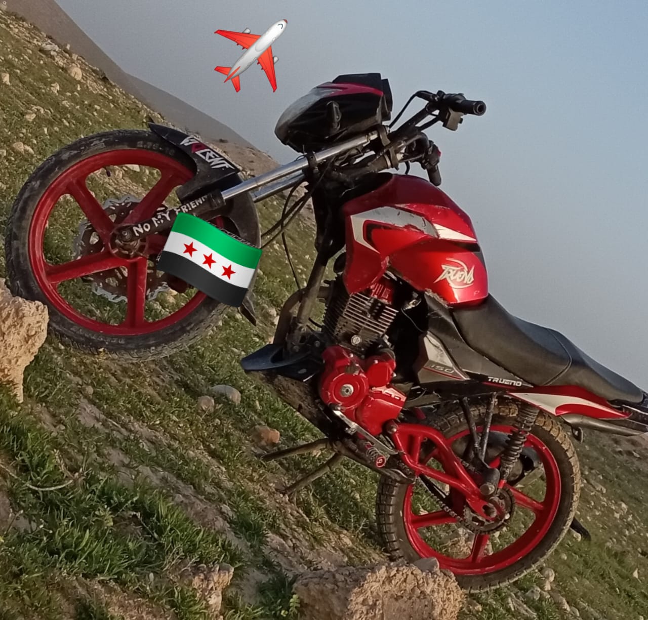 فايروس ترينو العويشي جبلي  - صورة 6