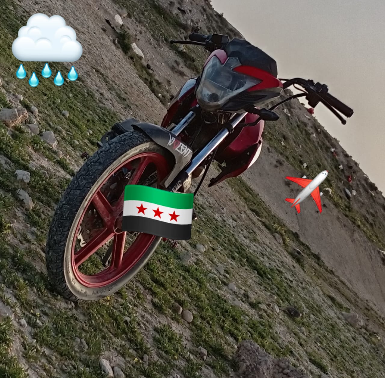 فايروس ترينو العويشي جبلي  - صورة 7